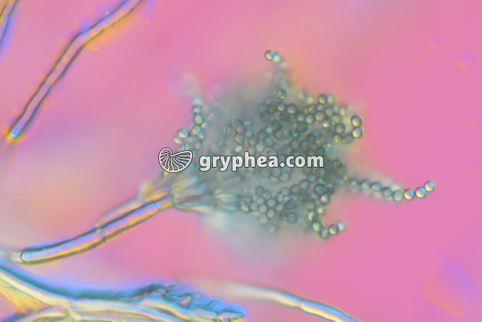 Penicillium - conidiophore avec émission de spores x140 - gryphea.com